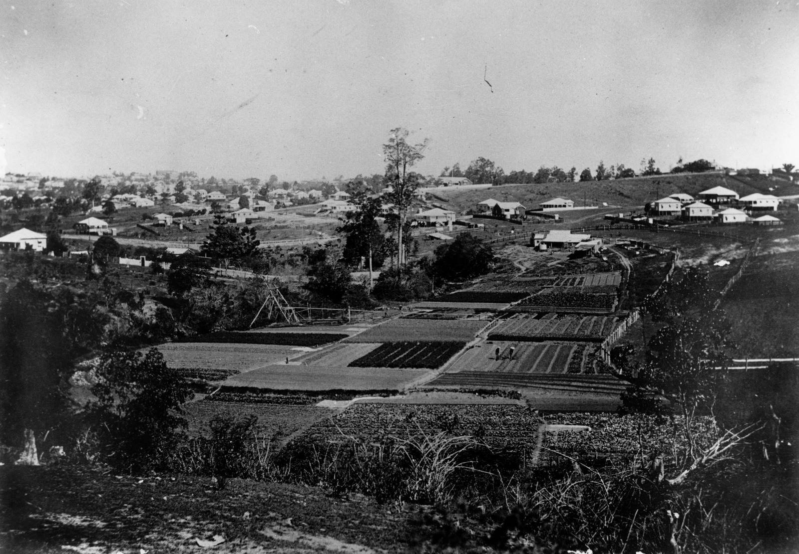 Vegetables Directly from Creek to Table Chinese Market Gardens in Brisbane State Library Of